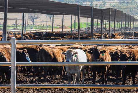 what are negative impacts from factory farms and feedlots